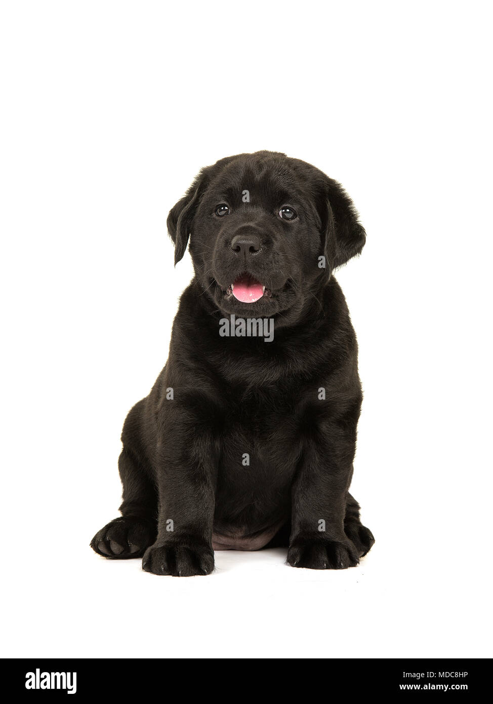 Black labrador retriever puppy dog sitting looking at the camera with ...