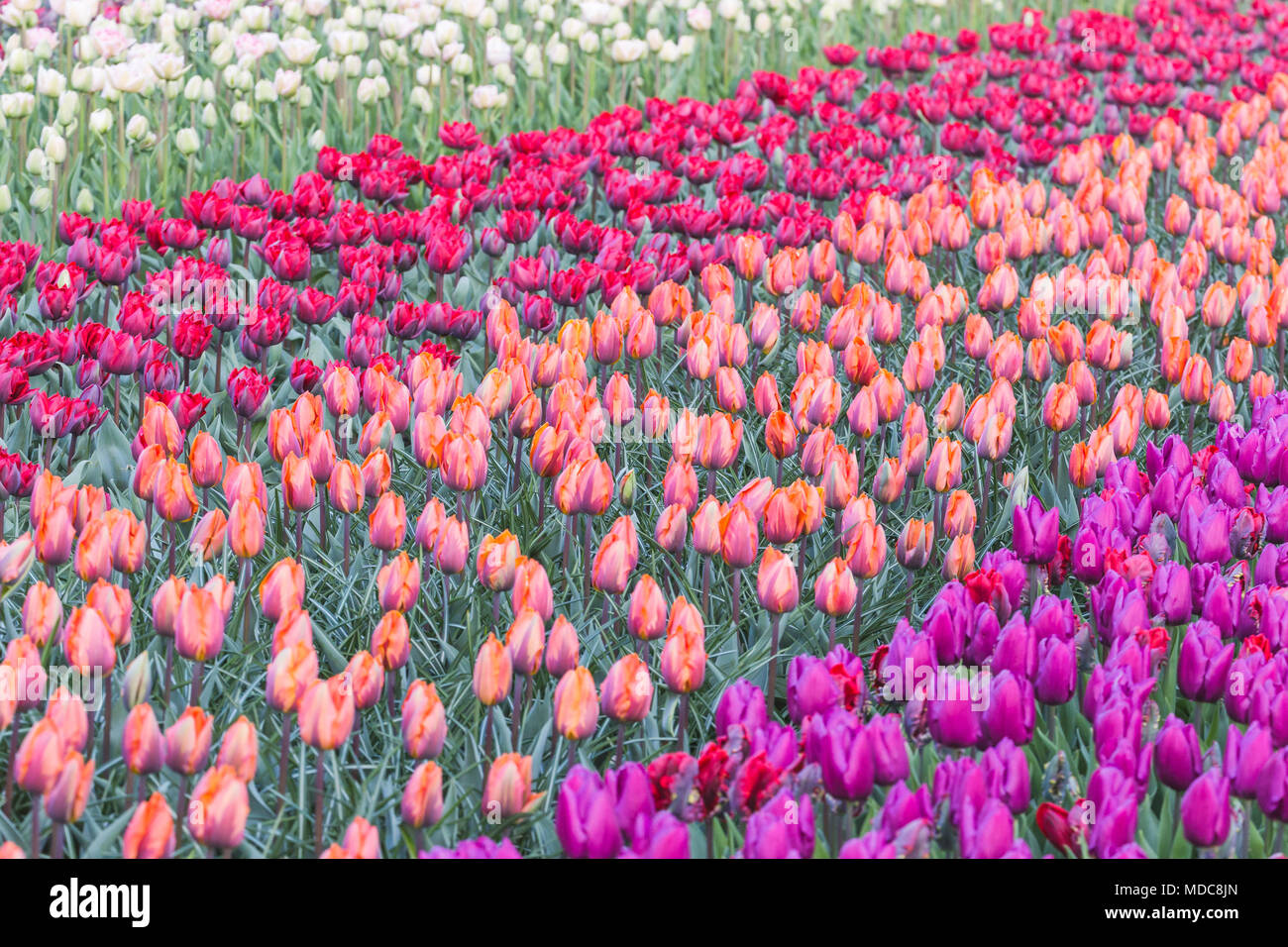 Field of Dutch tulips near Amsterdam Stock Photo Alamy