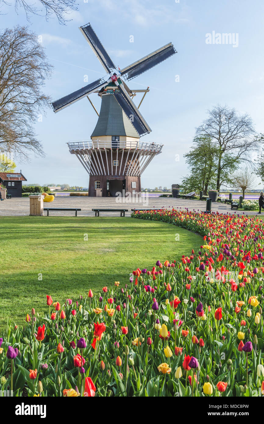 Keukenhof windmill hi-res stock photography and images - Alamy