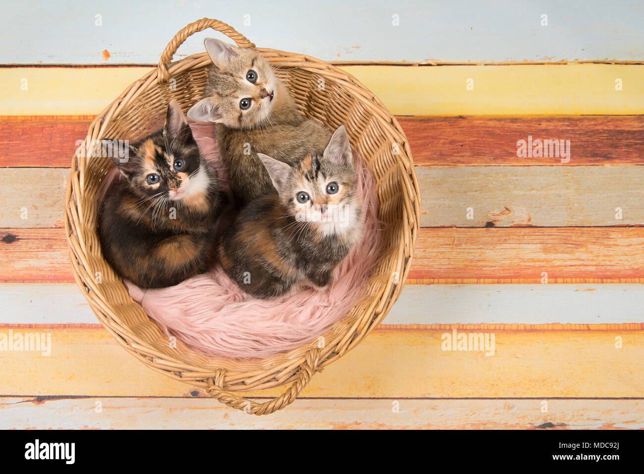 Three Cute Baby Cat Kittens In A Wicker Basket Looking Up Seen From