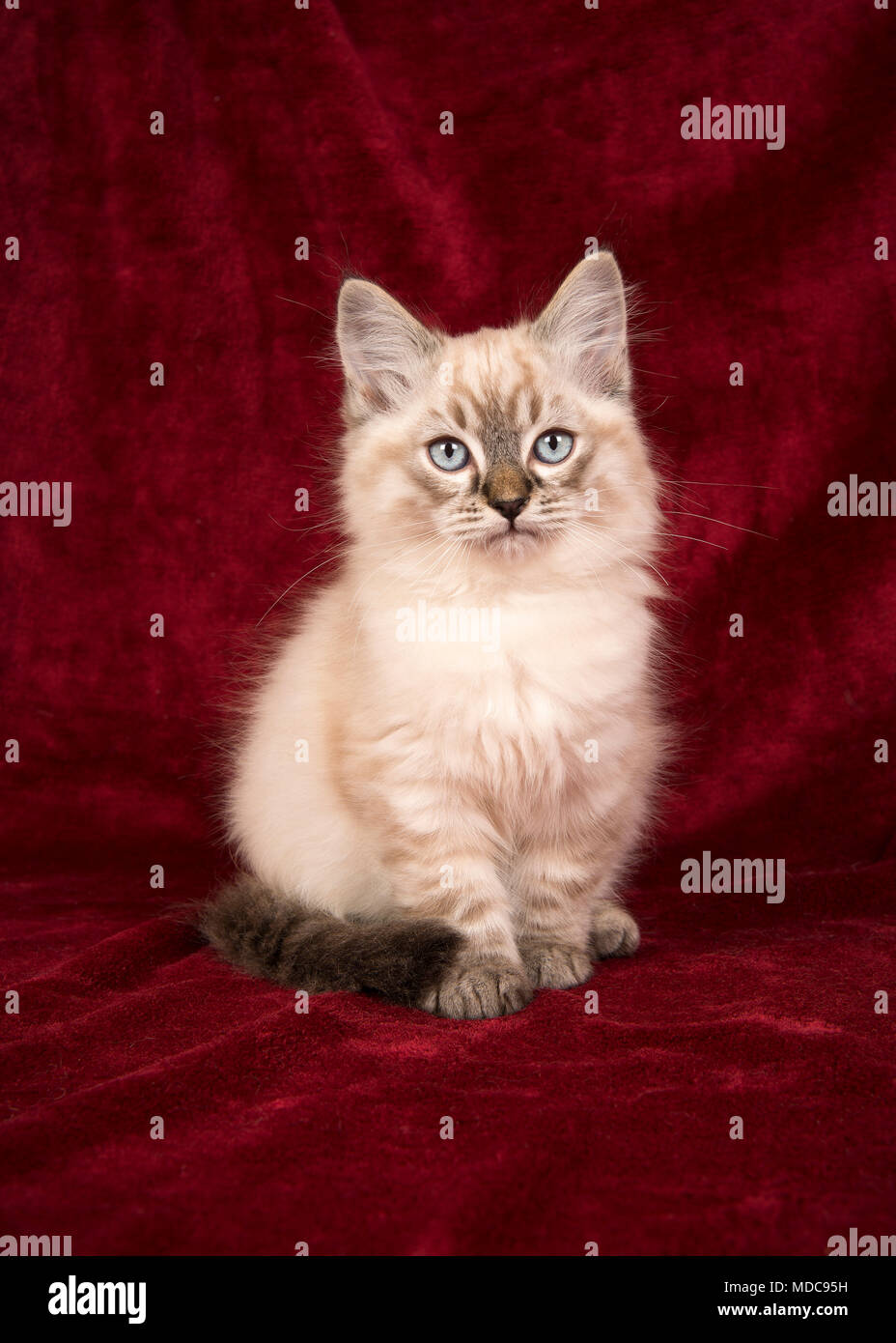 Rag Doll Cat Ragdoll Stock Photos Rag Doll Cat Ragdoll Stock