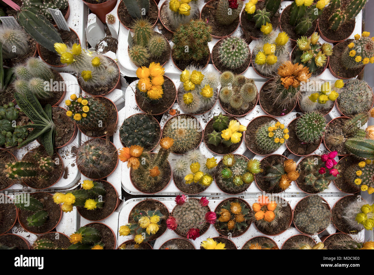 the Blooming cactus on sale in the shop Stock Photo