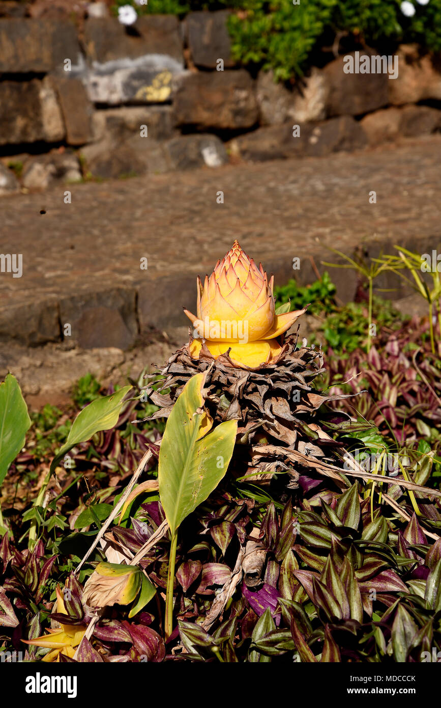 Madeira is the island of Flowers with flowers growing in every nook and