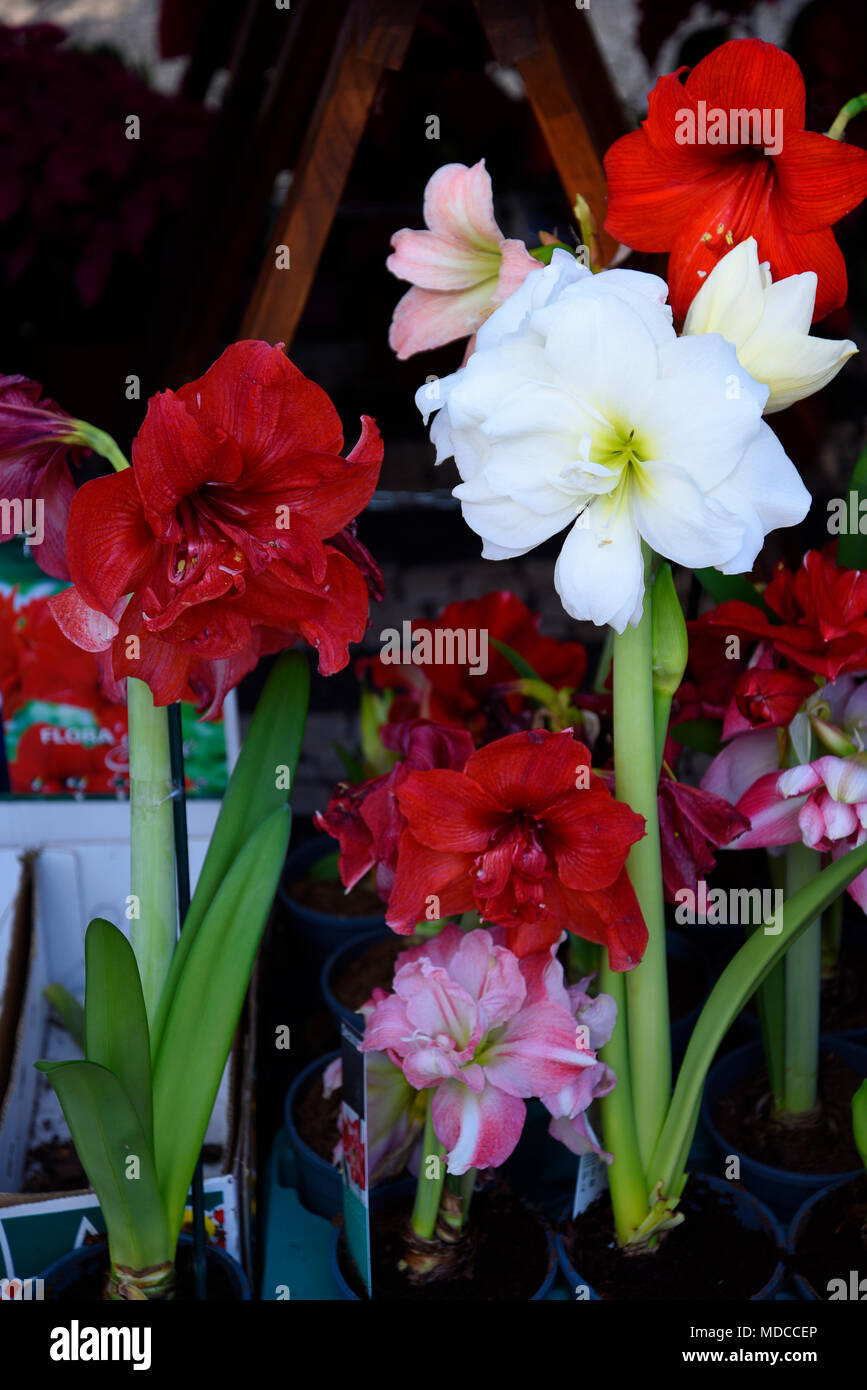 Madeira is the island of Flowers with flowers growing in every nook and