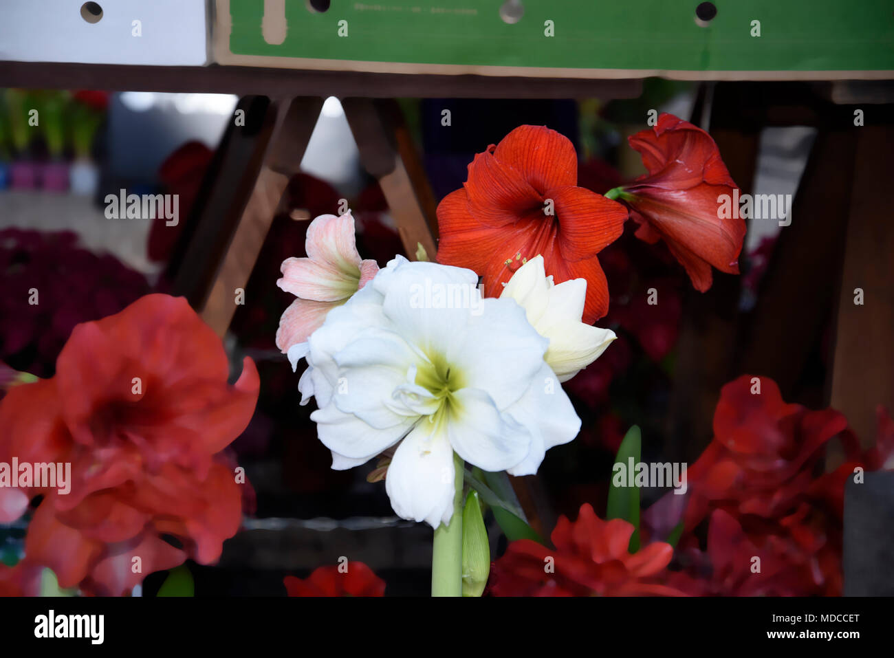 Madeira is the island of Flowers with flowers growing in every nook and