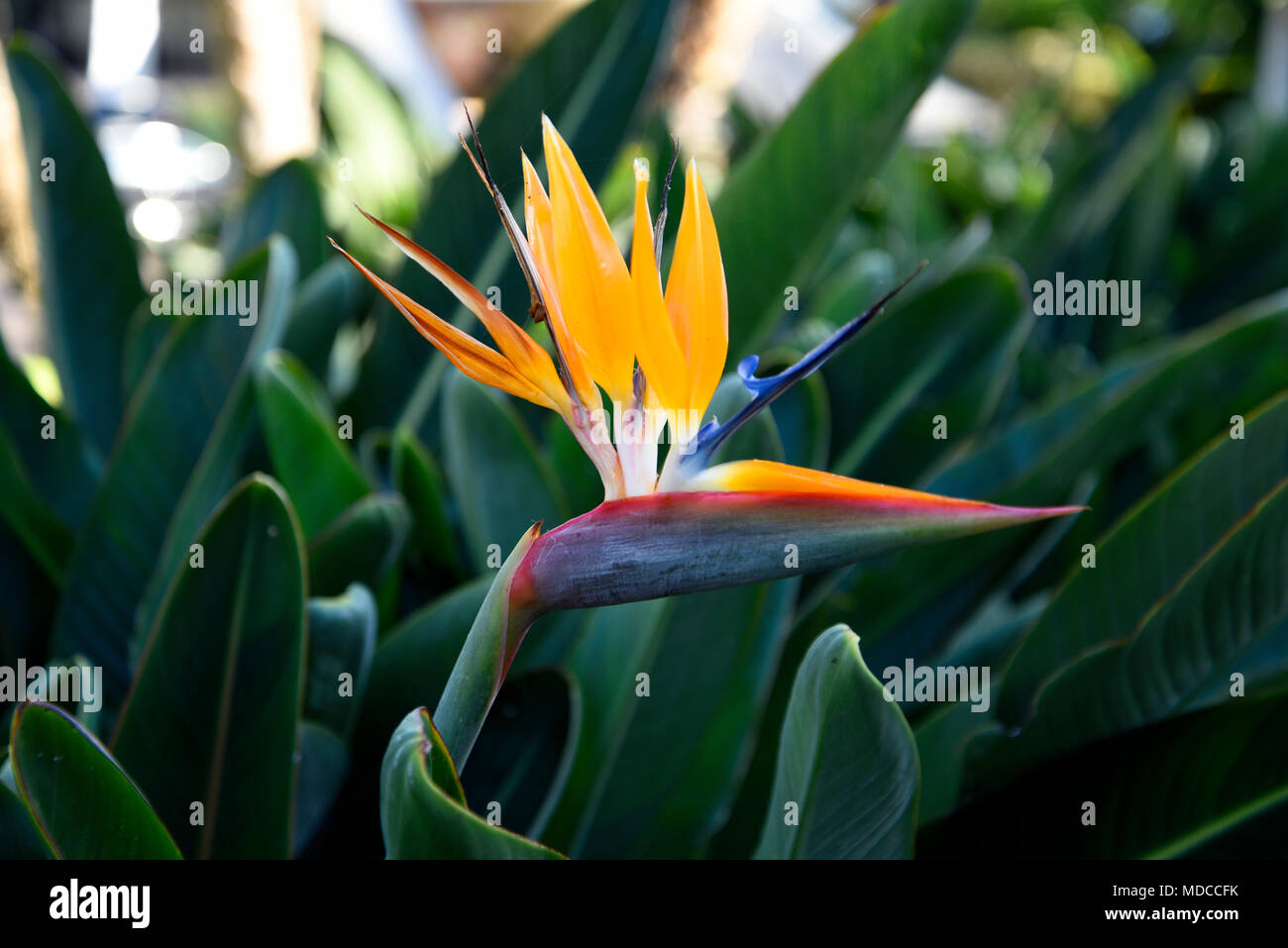 Madeira is the island of Flowers with flowers growing in every nook and