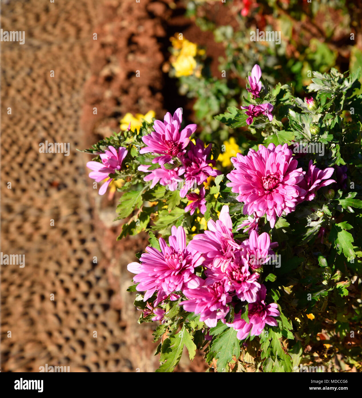 Madeira is the island of Flowers with flowers growing in every nook and