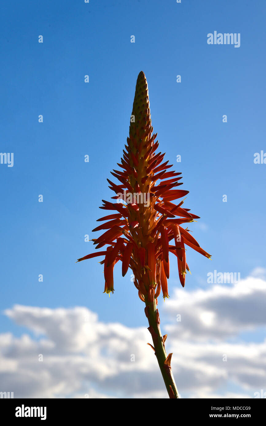 Madeira is the island of Flowers with flowers growing in every nook and