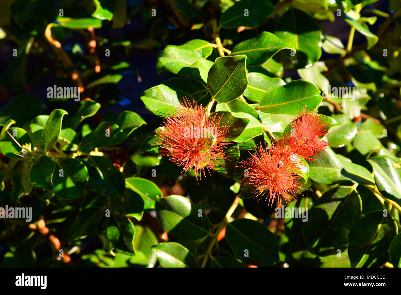 Madeira is the island of Flowers with flowers growing in every nook and