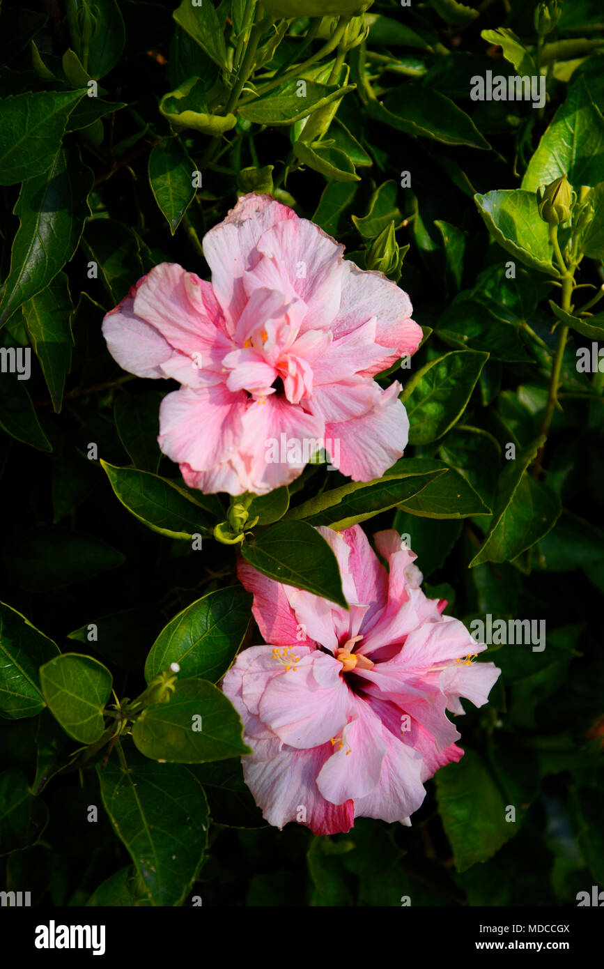 Madeira is the island of Flowers with flowers growing in every nook and