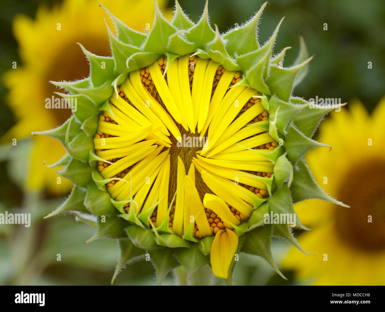 Sunflower heads budding into bloom with yellow petals about to open Stock Photo