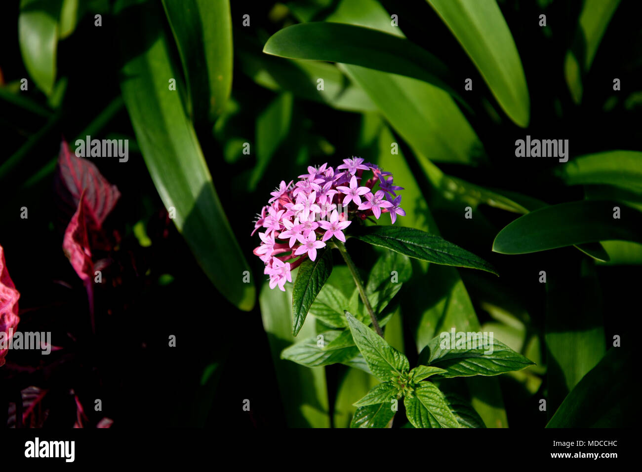 Madeira is the island of Flowers with flowers growing in every nook and