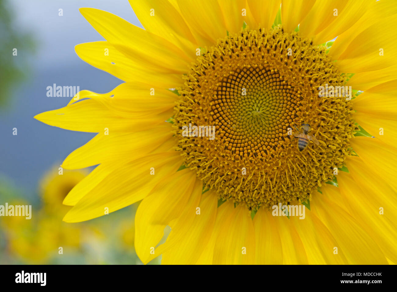 Bright Yellow sunflower head with bee collection pollen from around the stamens and petals Stock Photo
