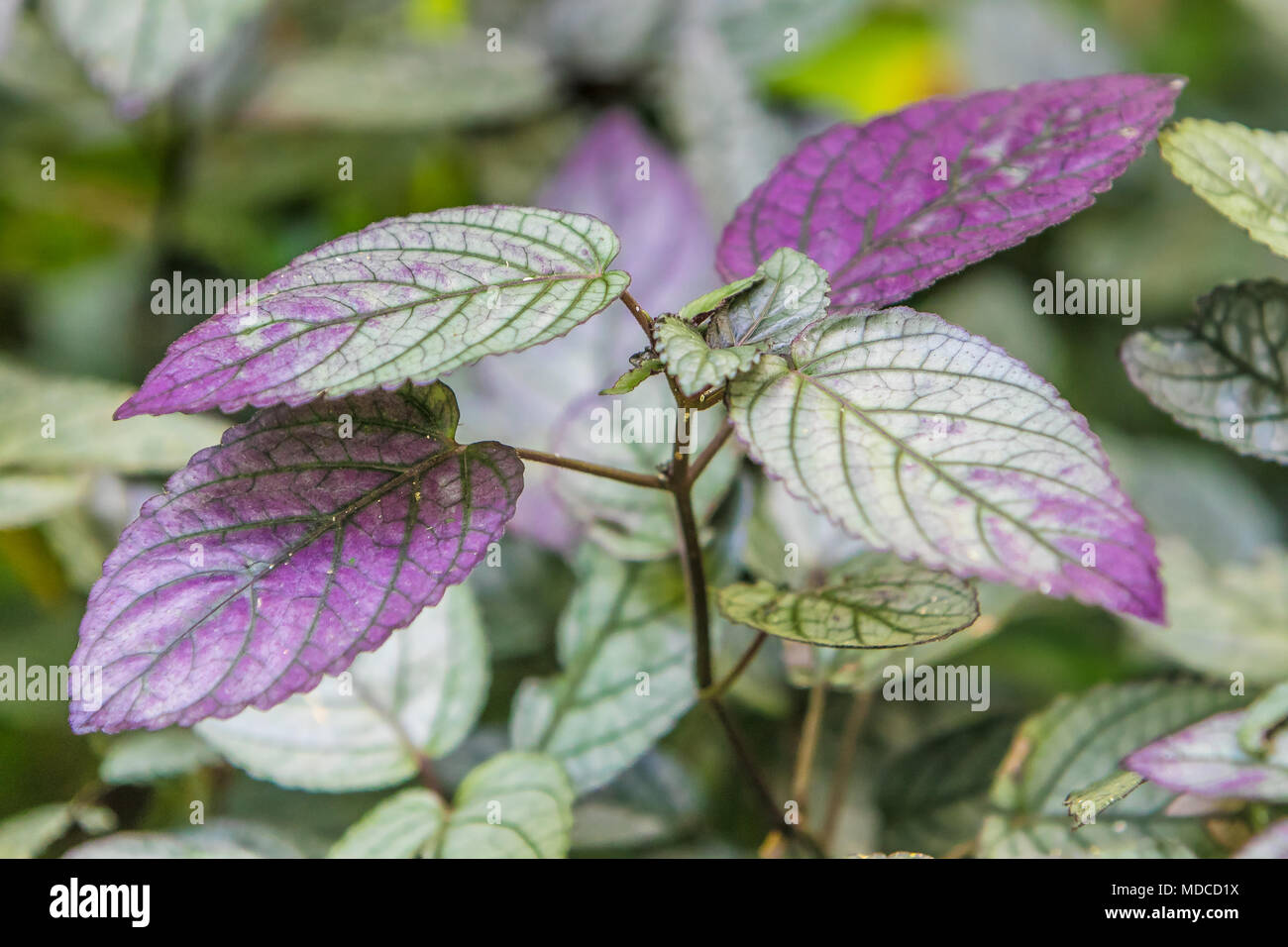 Red Ivy [Hemigraphis Colorata]. Barbados Botanical Garden. Stock Photo