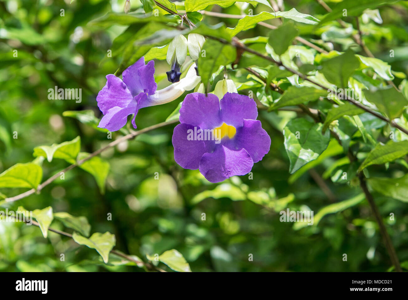 Bush Clockvine or King's Mantle [Thunbergia Erecta]. Barbados Botanical Garden. Stock Photo