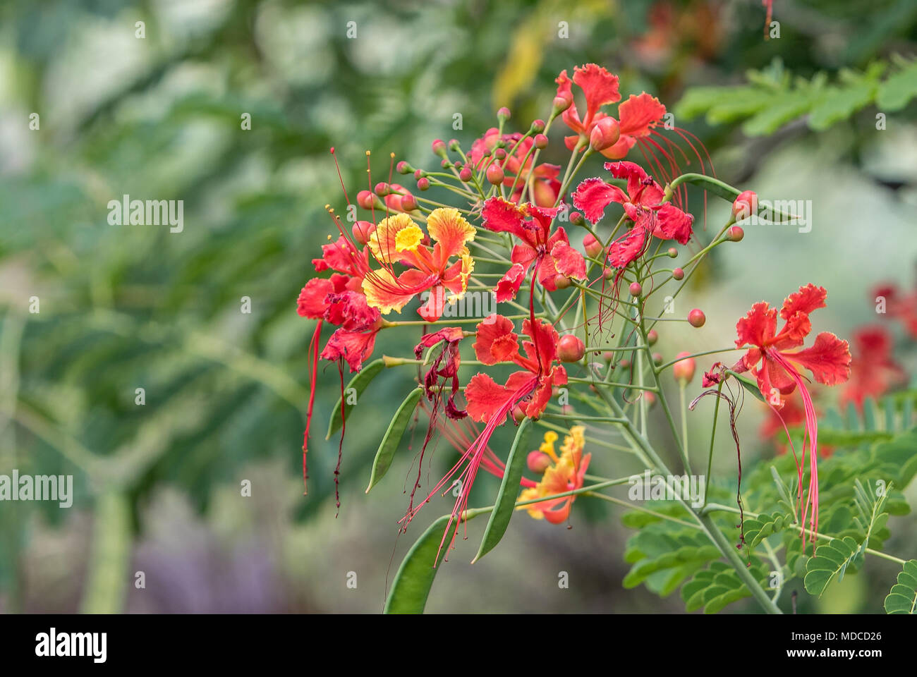 Caesalpinia flowers. Barbados Botanical Garden. Also known as Pride of