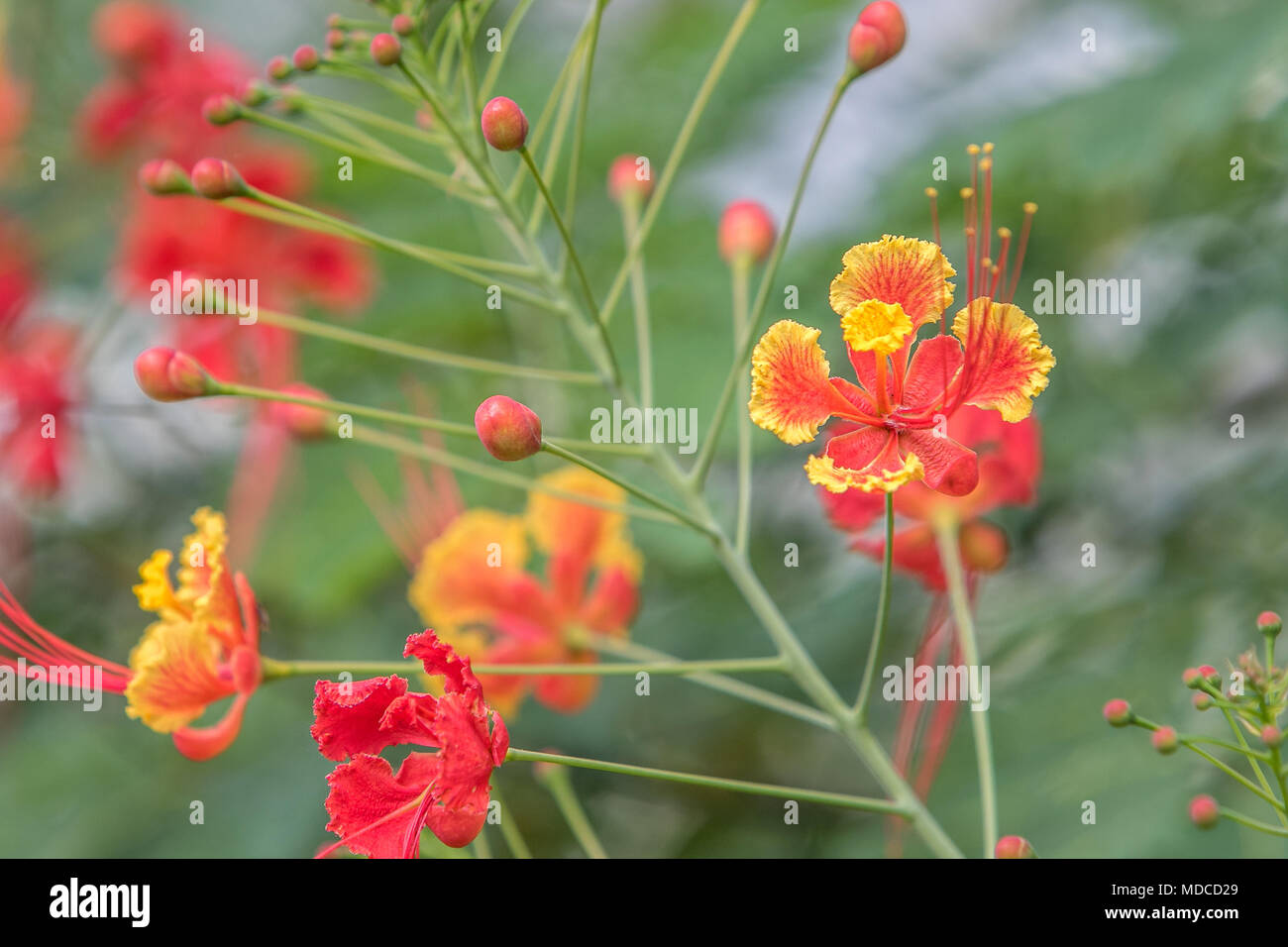 Caesalpinia flowers. Barbados Botanical Garden. Also known as Pride of