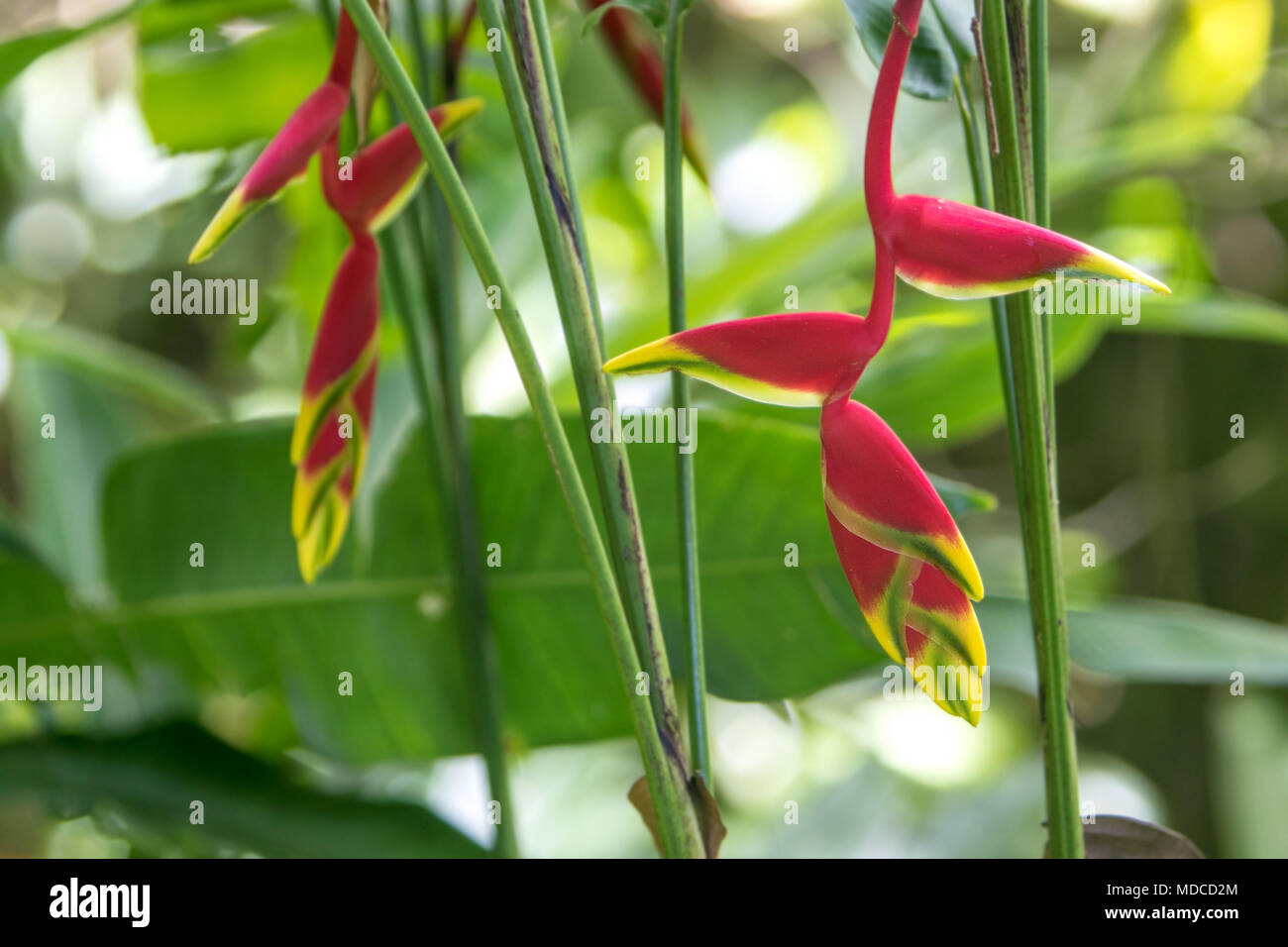 Lobsterclaws Flower [Heliconia Rostrata]. Barbados Botanical Garden