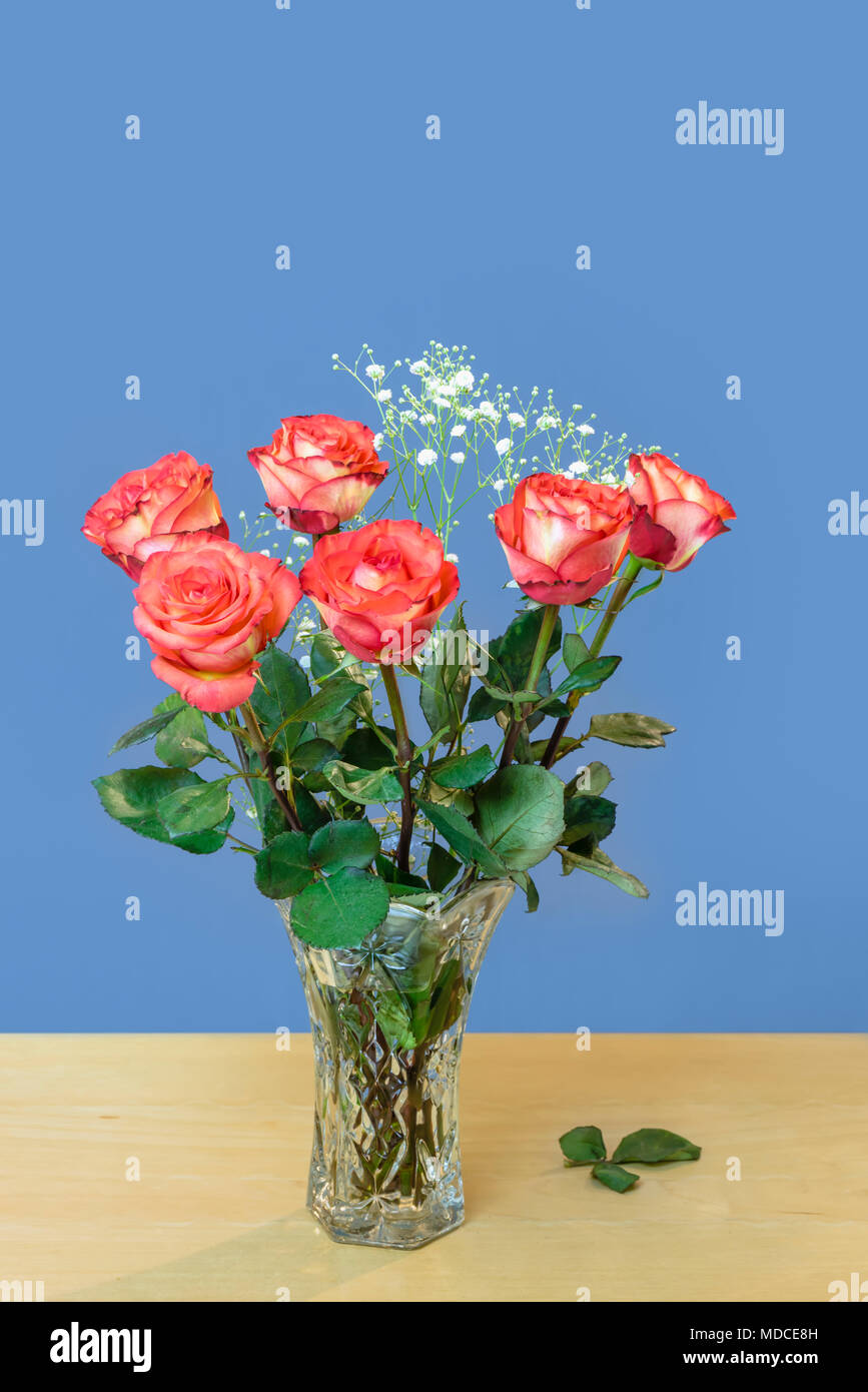 red roses with green leaves in a glass vase with water stand on a wooden table, blue background and blurred white small flowers Stock Photo