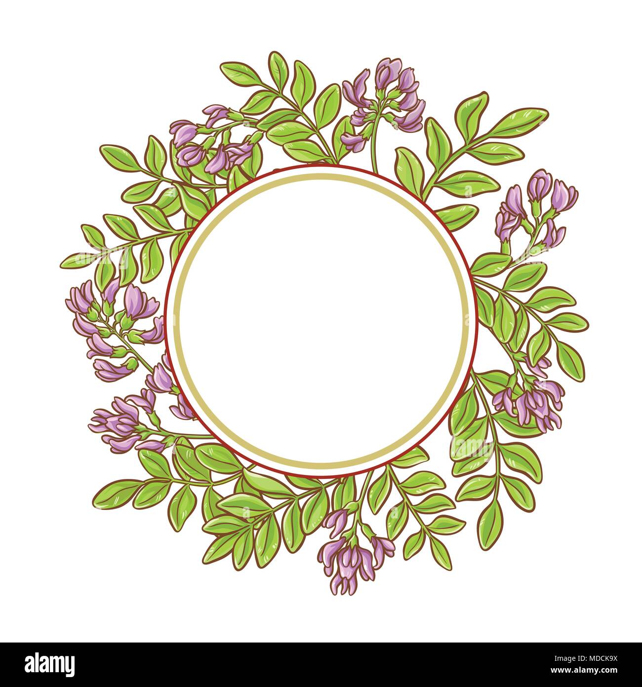 astragalus branches vector frame on white background Stock Vector