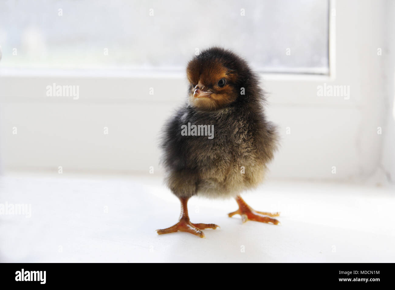 Black chick on the windowsill Stock Photo
