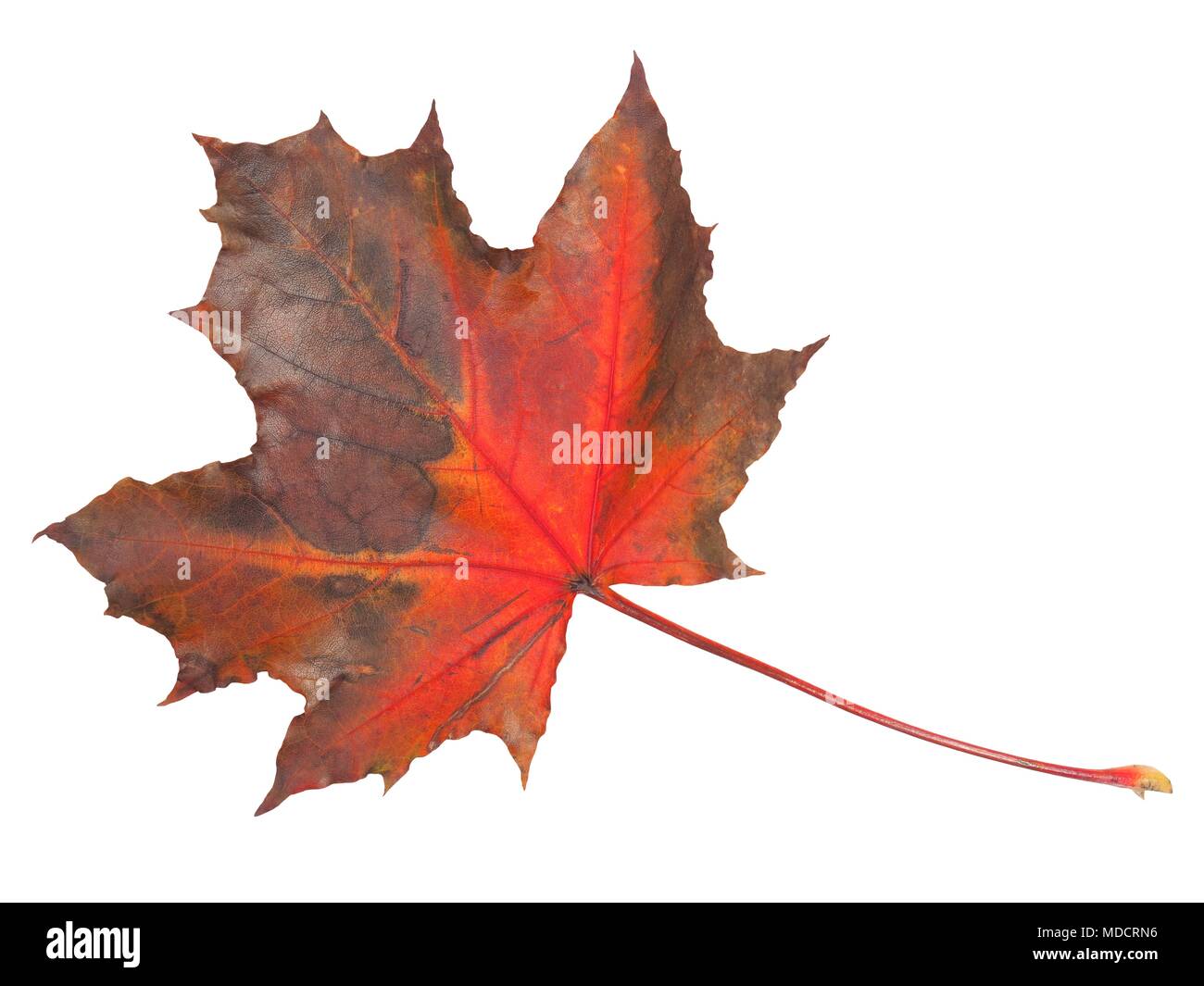 Autumn leaf isolated on white background Stock Photo - Alamy