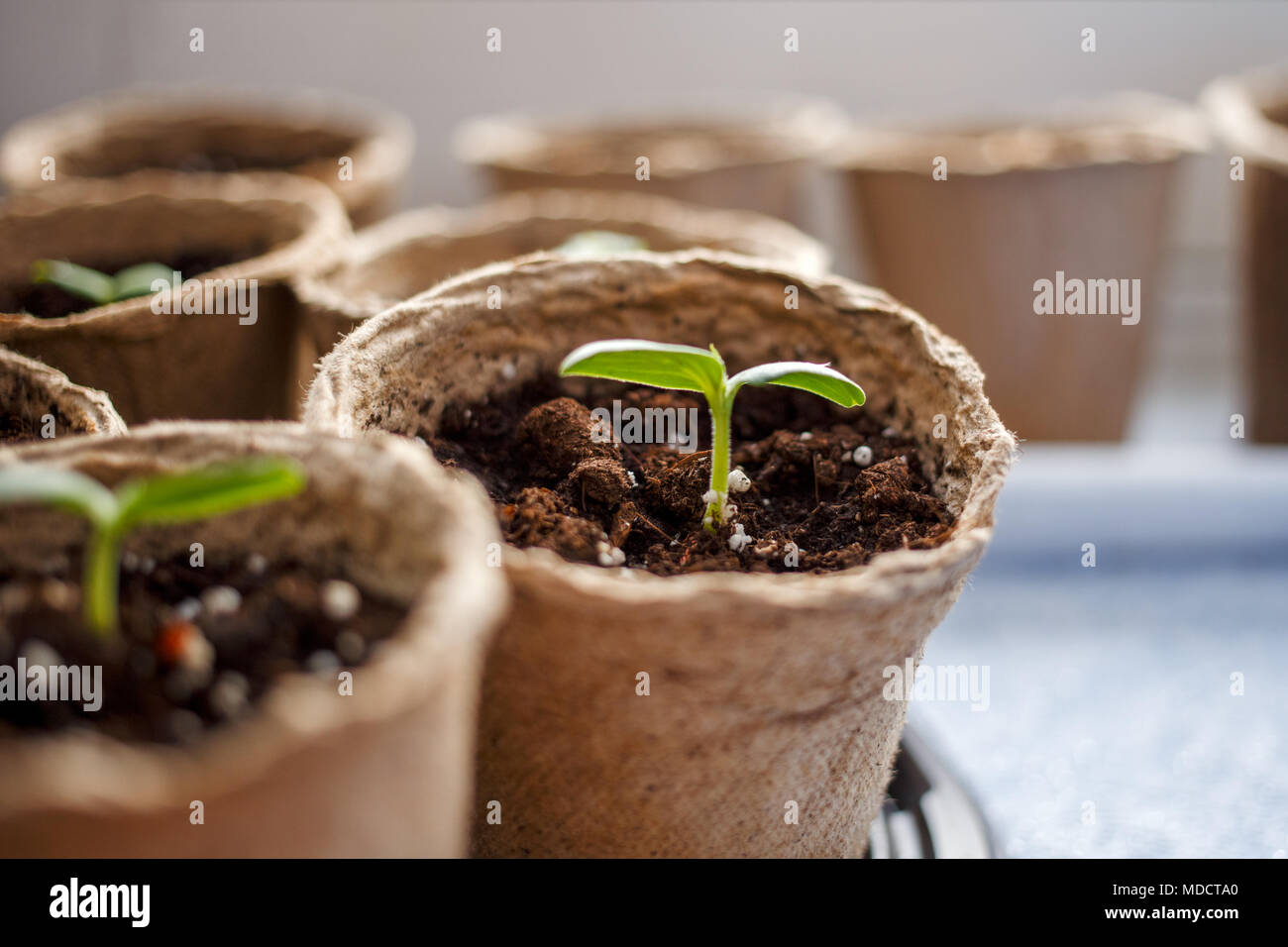 Image of peat pots with seedlings Stock Photo Alamy