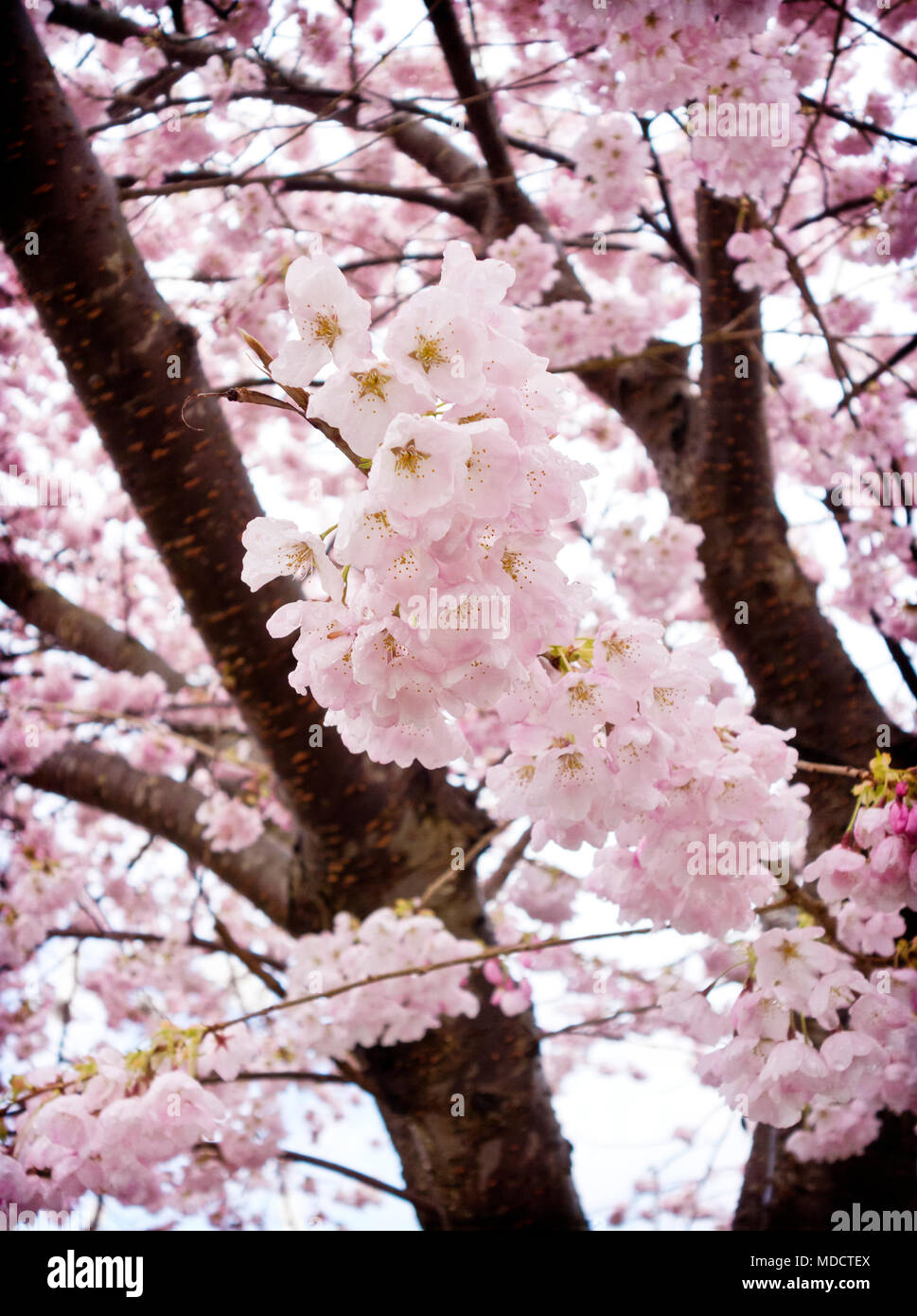 Beautiful dreamy pink cherry blossoms on the tree. Prunus ?? yedoensis