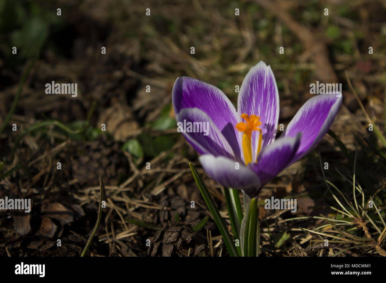 Early spring flowers, in Stockholm, Sweden. Crocus Stock Photo - Alamy