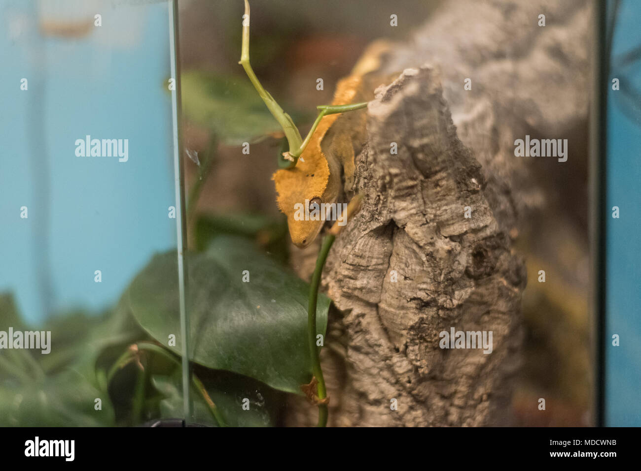 Juvenile Crested or Eyelash Gecko in a vivarium crawling on a cork log Stock Photo
