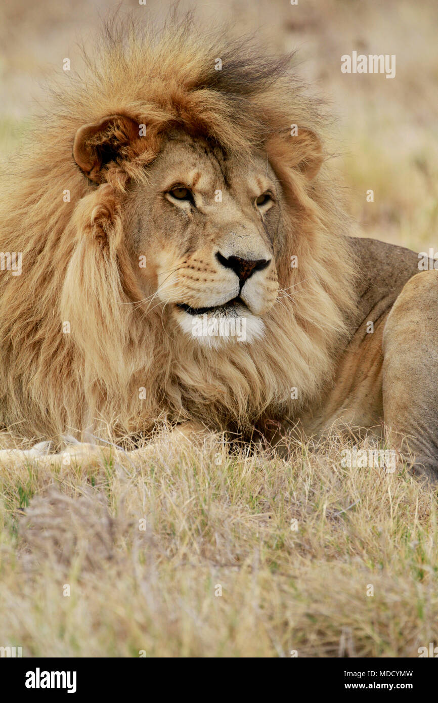 Male lion ((Panthera leo) in the Drakenstein Lion Park, Klapmuts, Western Cape Province, South Africa. Stock Photo