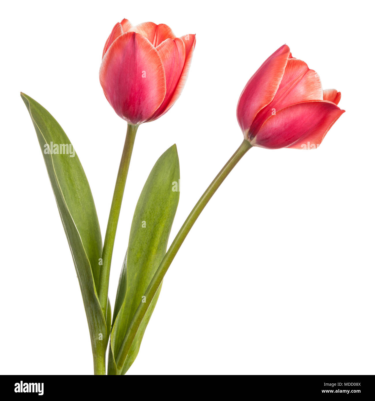 Two tulip flowers isolated on a white background Stock Photo