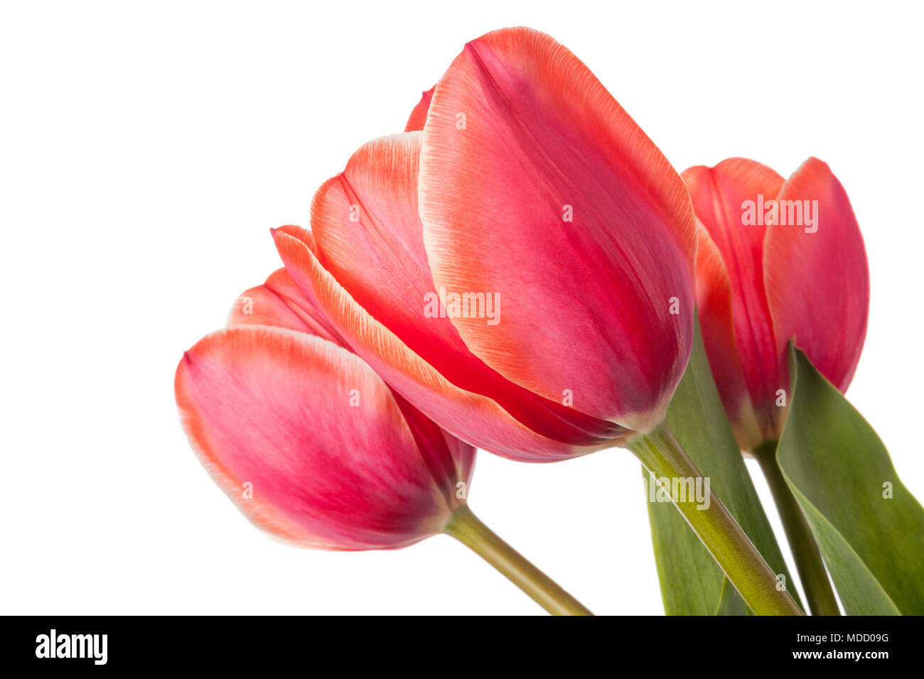 Red tulip flowers isolated on a white background Stock Photo