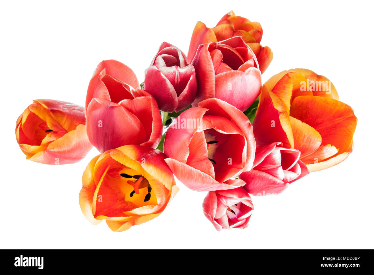 Flowers card with tulips isolated on white background Stock Photo - Alamy