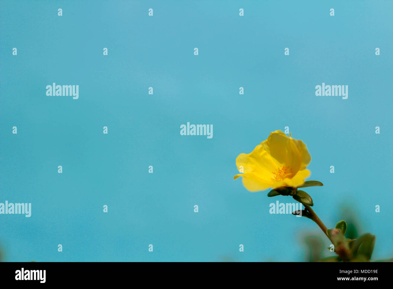 Yellow color of Common Purslane, Verdolaga, Pigweed, Little Hogweed or Pusley on blue background in morning. Stock Photo