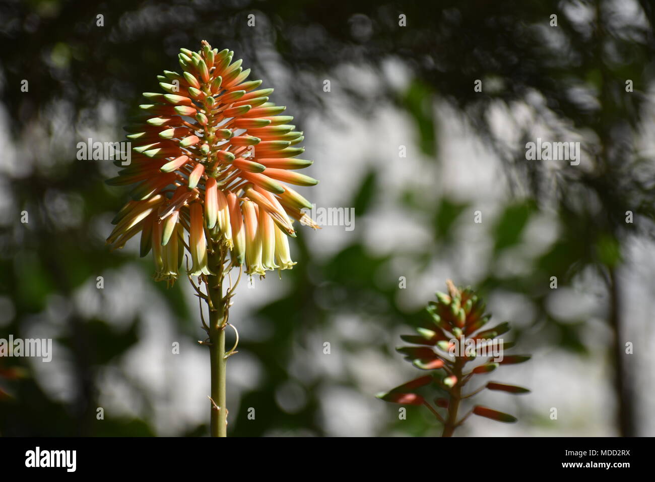 Aloe Vera Flower in Sunlight Stock Photo