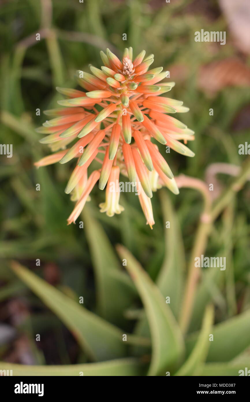Aloe Vera Blossom Stock Photo