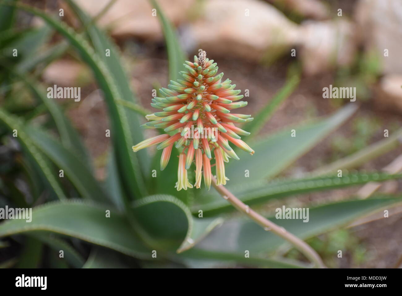 Aloe Vera Flower on Backdrop of Aloe Vera Plant Stock Photo