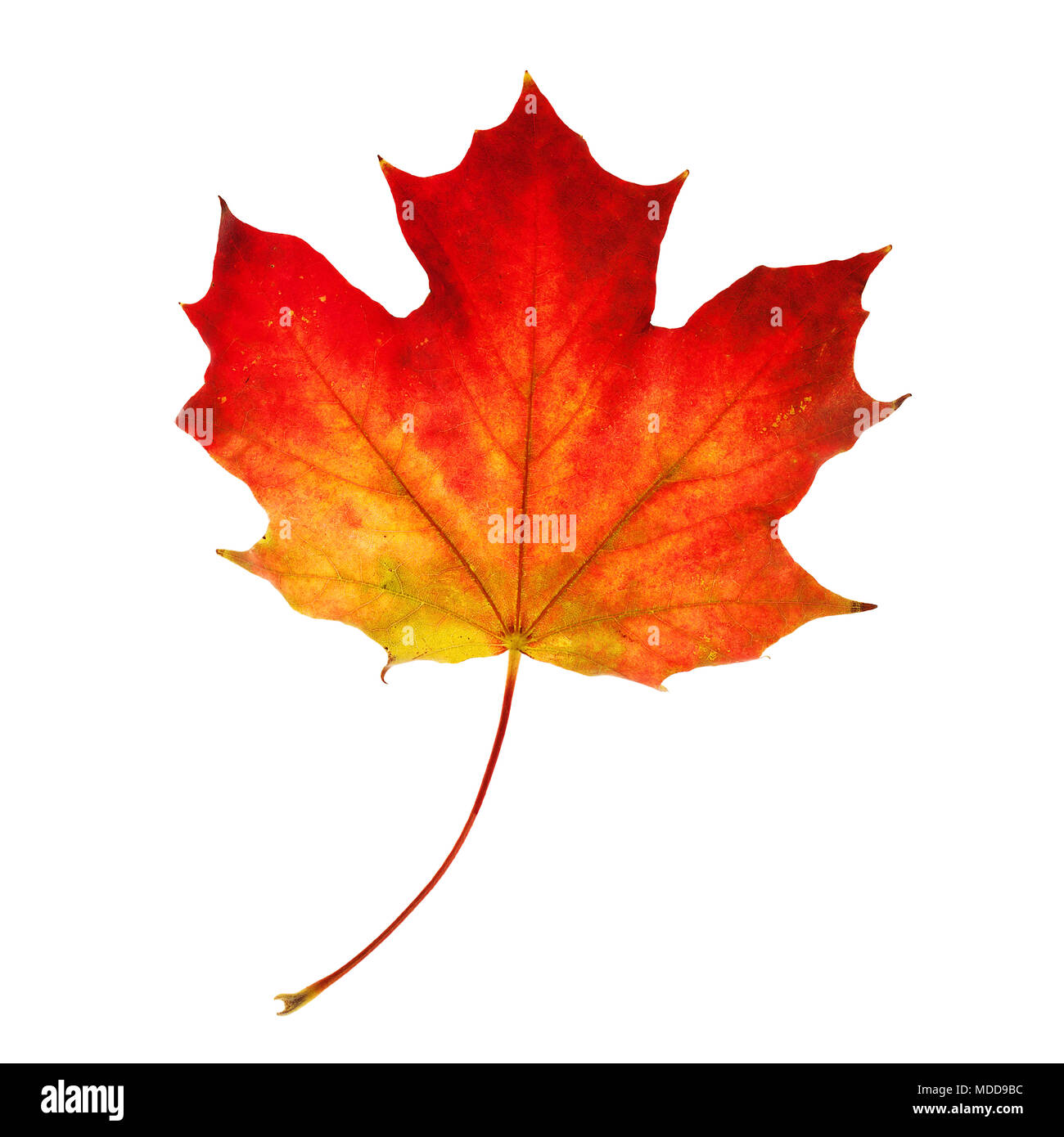 Autumn Maple Leaf Isolated on White Background Stock Photo - Alamy