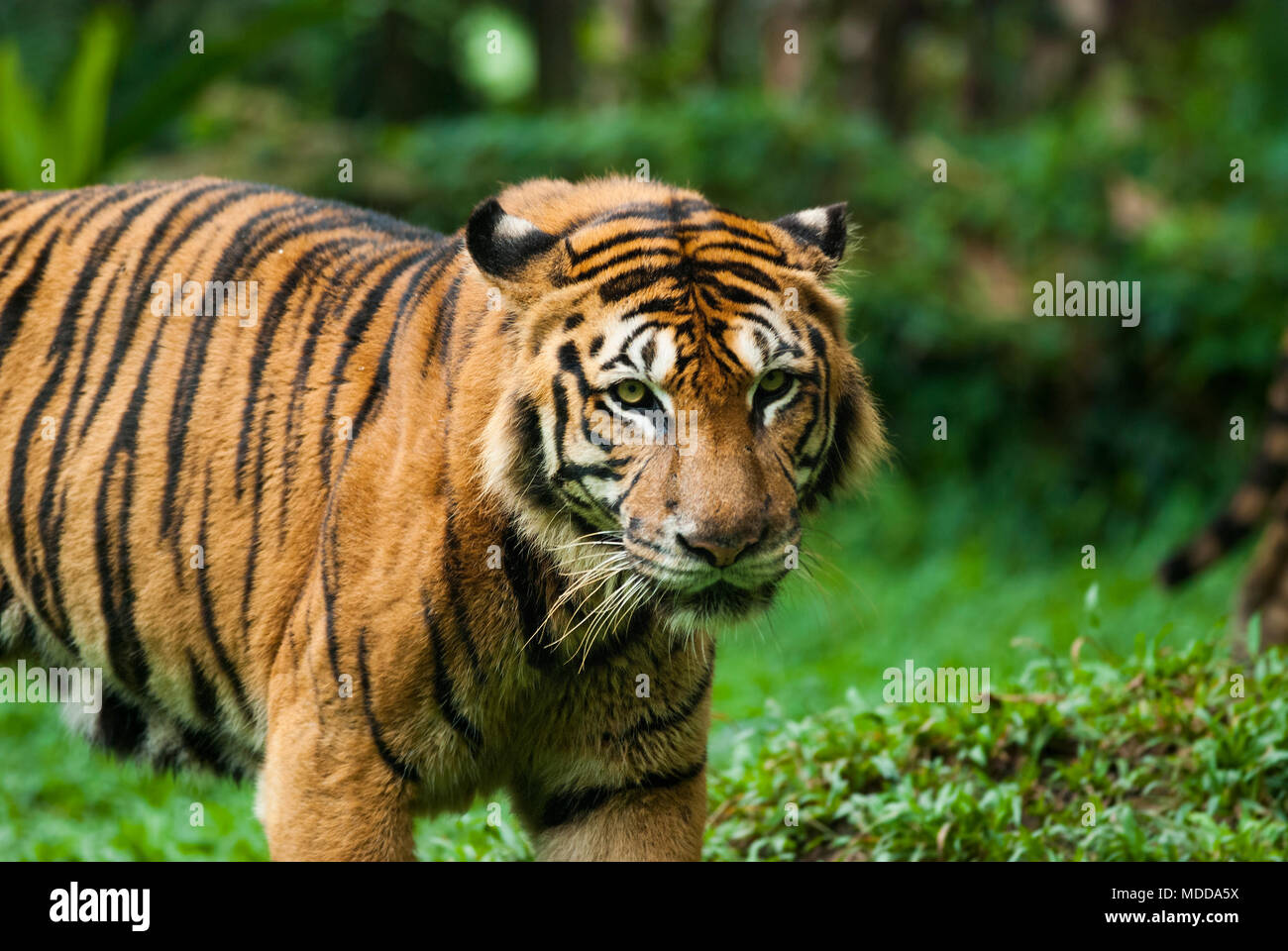malayan tiger , endangered species Stock Photo - Alamy