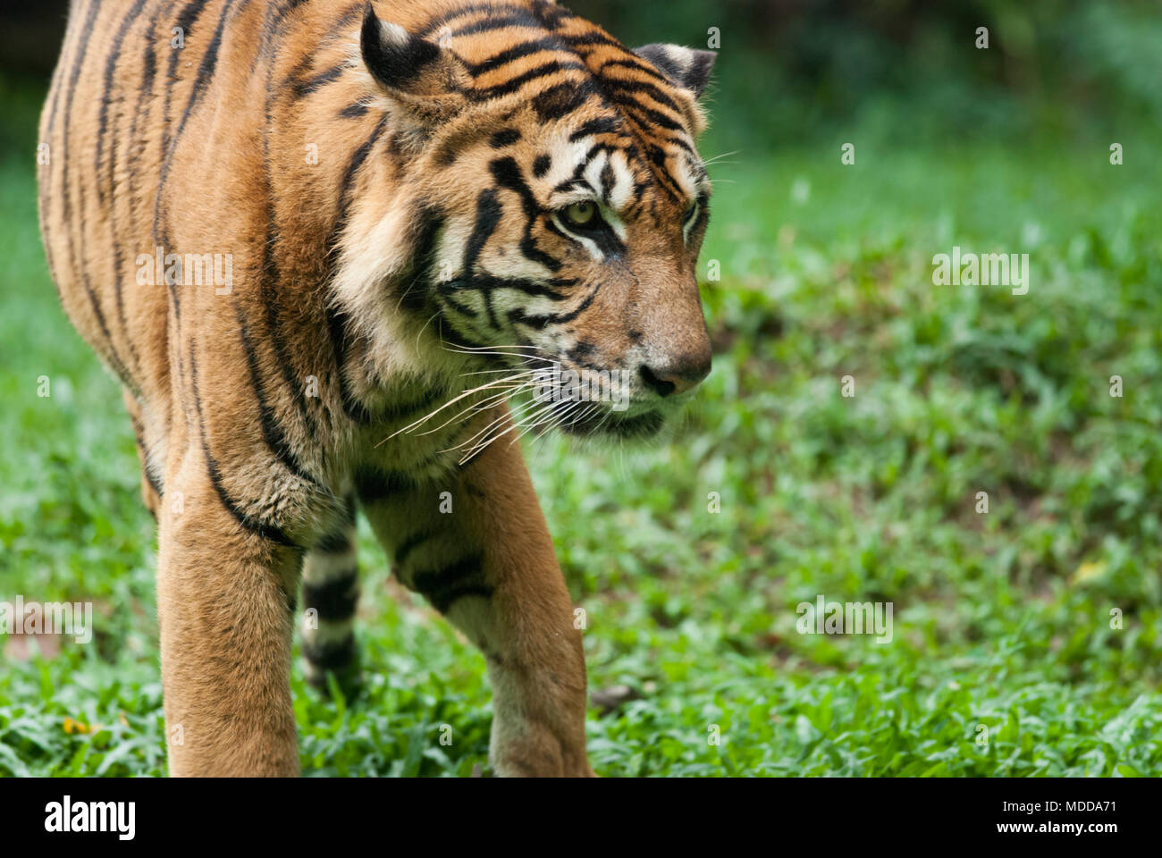malayan tiger , endangered species Stock Photo - Alamy