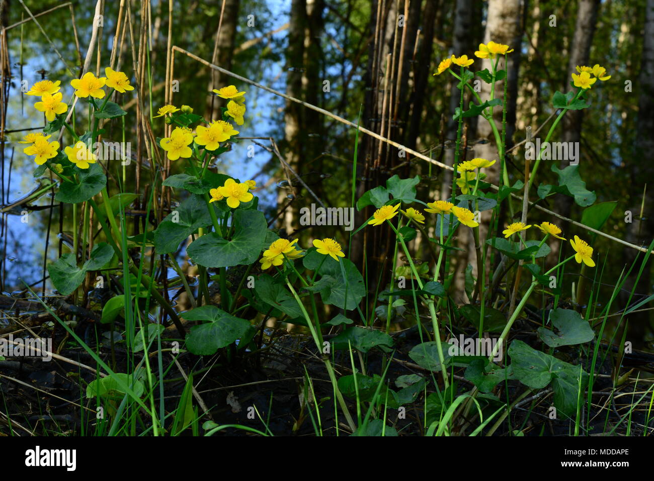 Wildlife Globe yellow flowers on the river bank Stock Photo