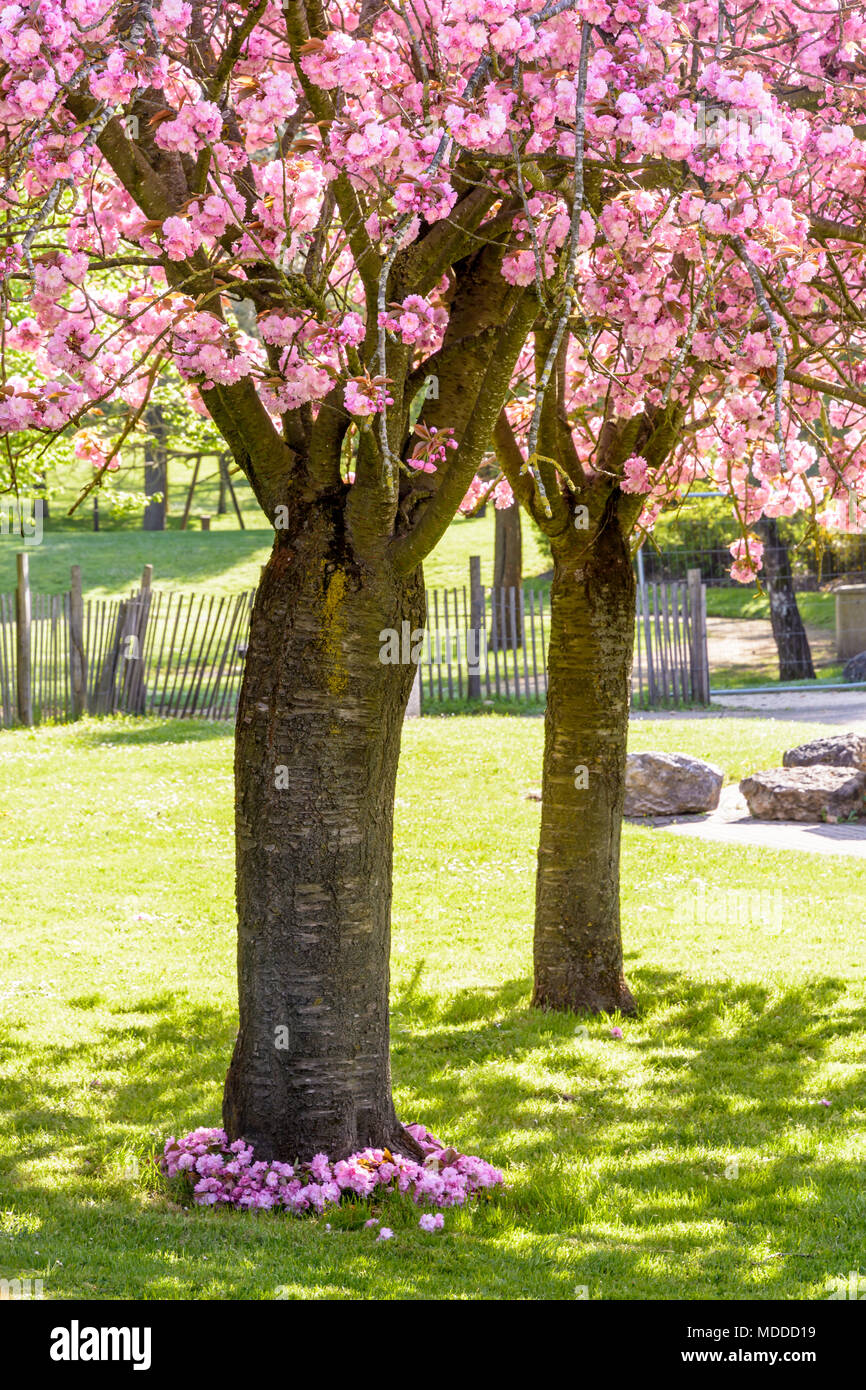 Cherry tree shadow hi-res stock photography and images - Alamy