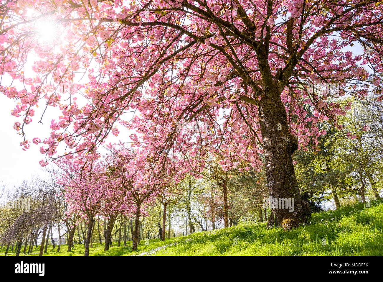 View from below of a blooming Japanese cherry tree with the sun rays passing through its falling branches laden down with clusters of pink flowers. Stock Photo