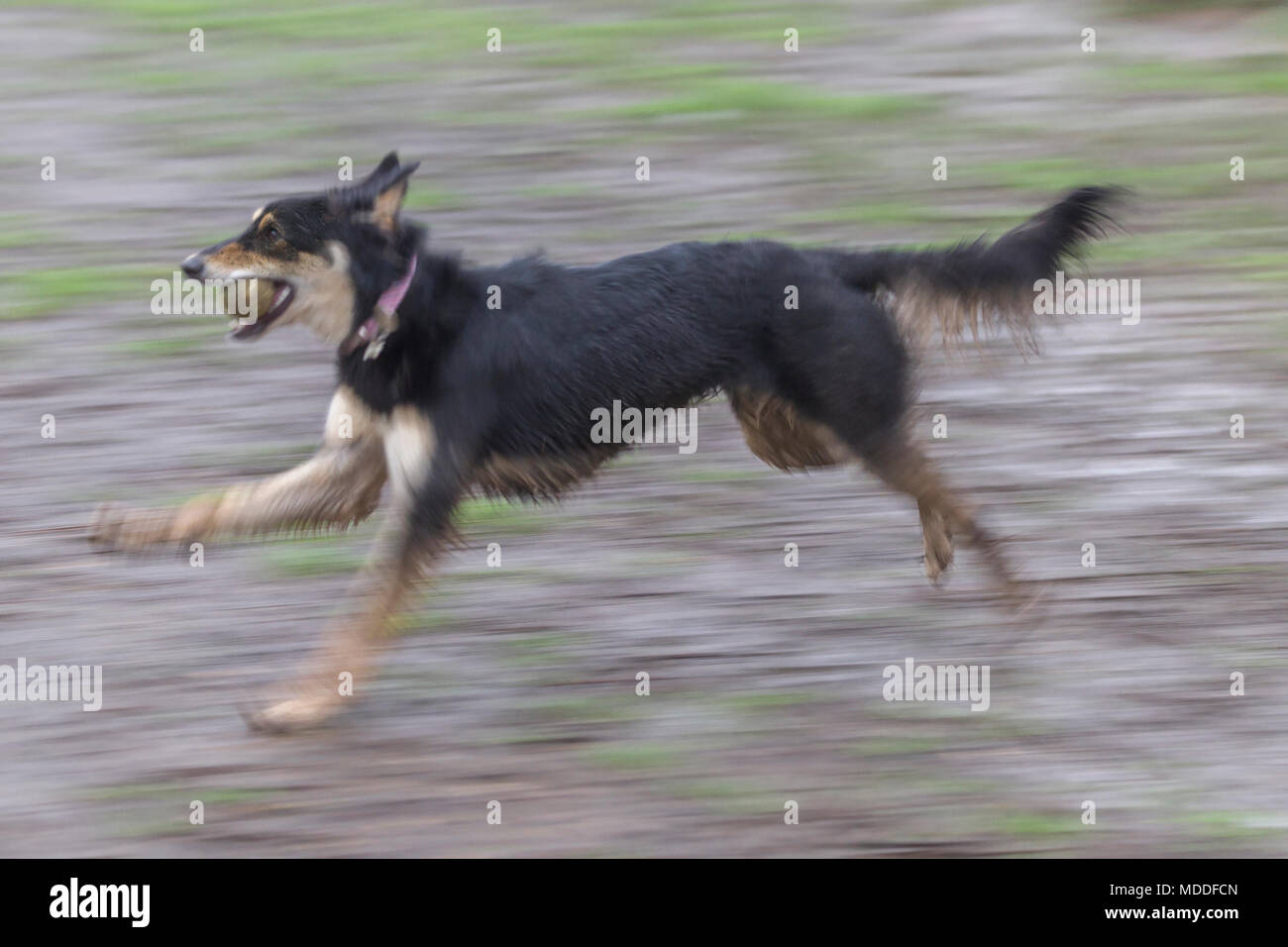 Dog running with a ball in his mouth in Abington Park, Northampton, U.K ...