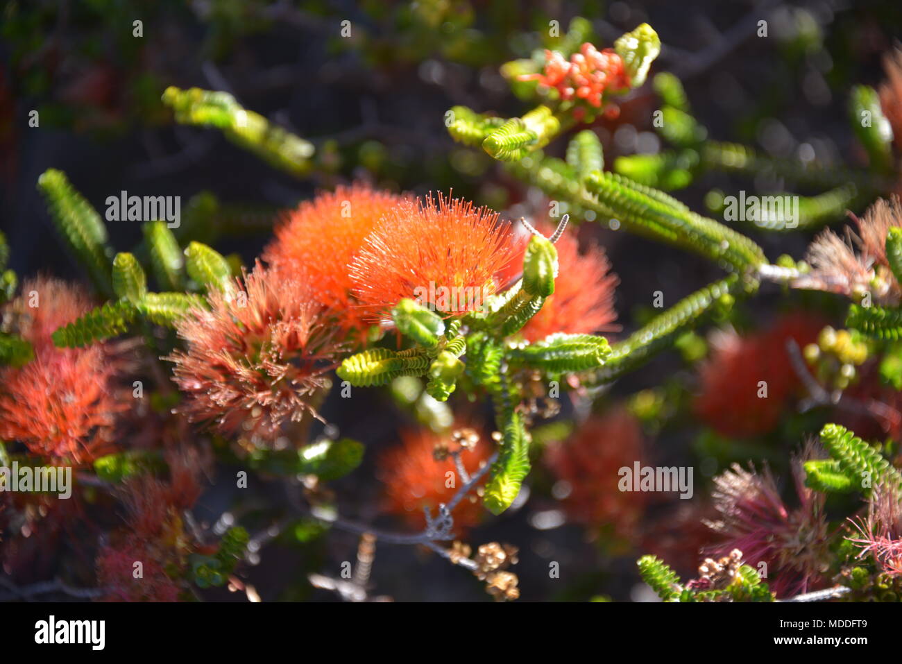 Kings Park & Botanic Garden Stock Photo Alamy