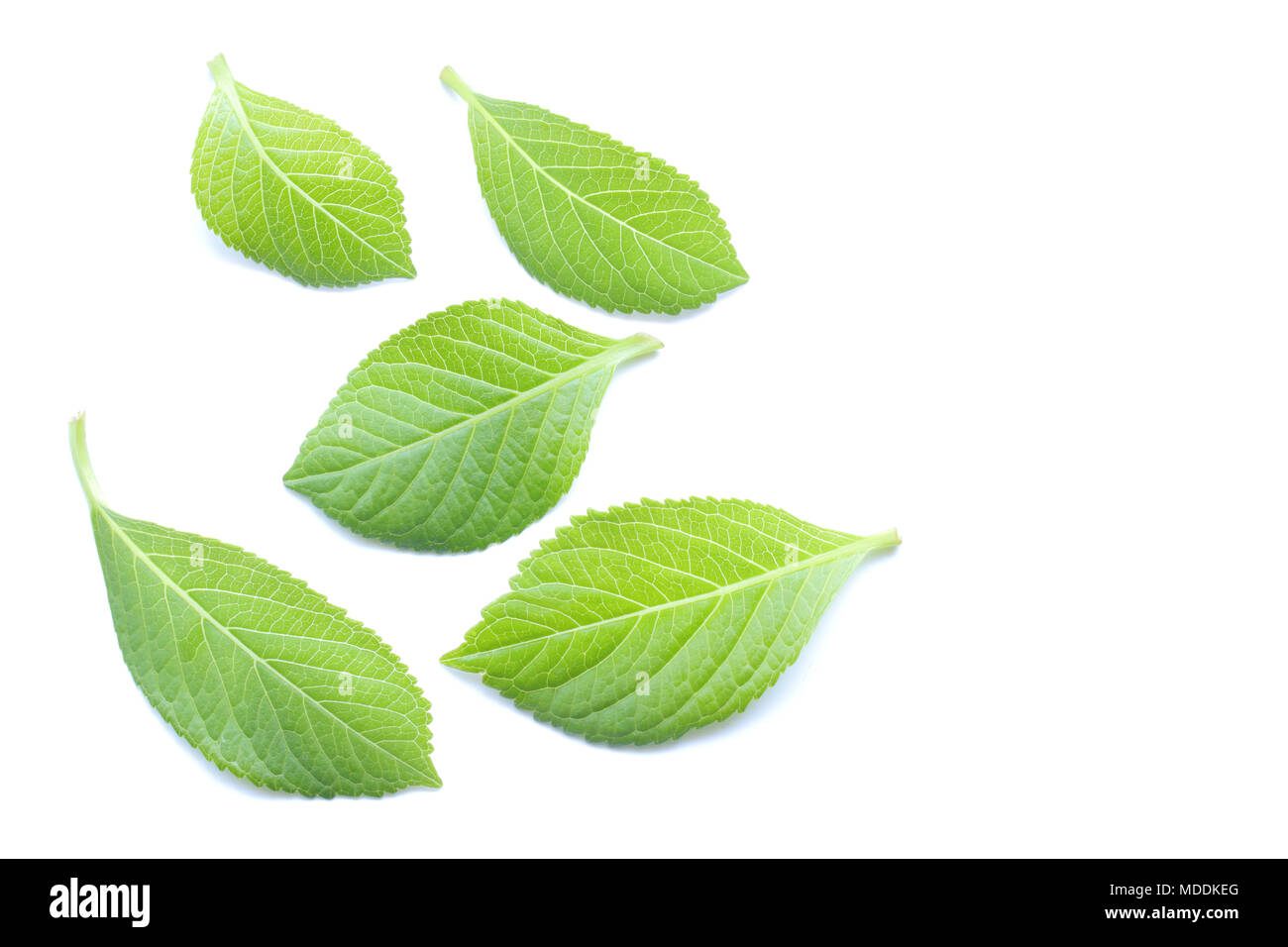 Fresh green leaf isolated on white background Stock Photo - Alamy