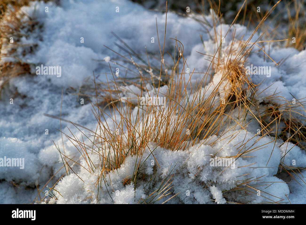 Marsh grass covered with snow in Nidderdale North Yorkshire UK Stock Photo