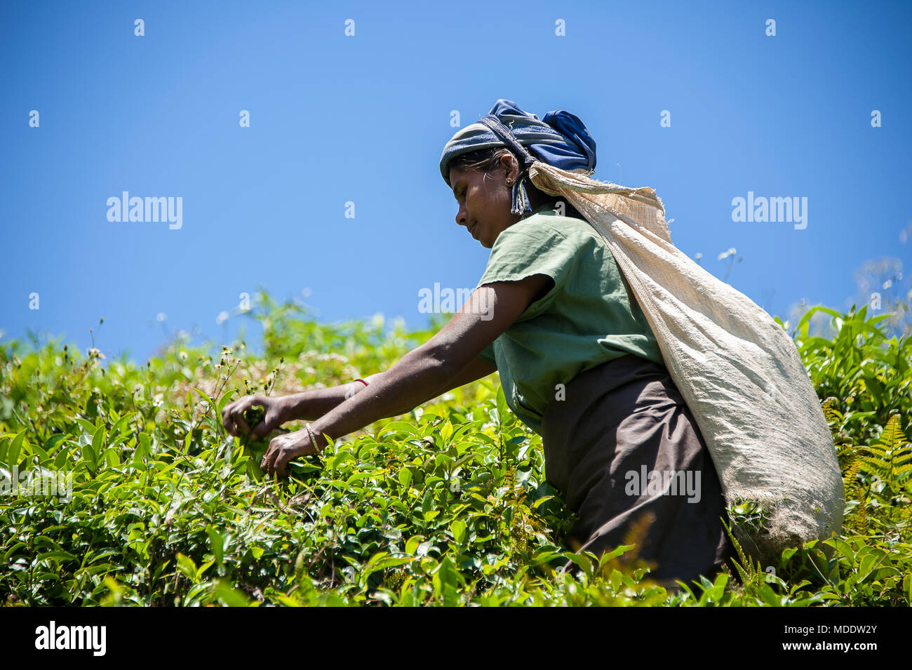 Female tea picker harvesting crops on a hillside plantation. Profile of woman, arms outstretched, silhouetted against deep blue sky background Stock Photo