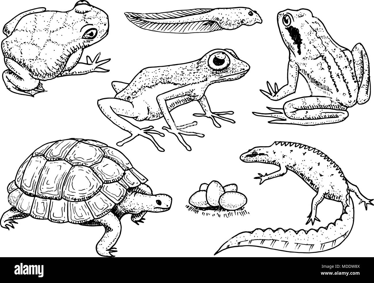 Reptiles and amphibians set. Pet and tropical animals. Wildlife and Frogs, lizard and turtle, chameleon and anuran Engraved hand drawn in old vintage sketch. Vector illustration. Exotic Zoology. Stock Vector